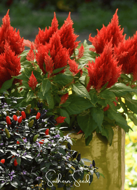 Scarlet Plume Celosia – 100 Seeds