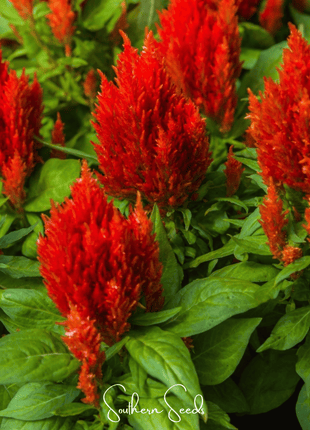 Scarlet Plume Celosia – 100 Seeds