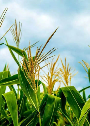 Bantam 12 Row Corn – 30 Seeds