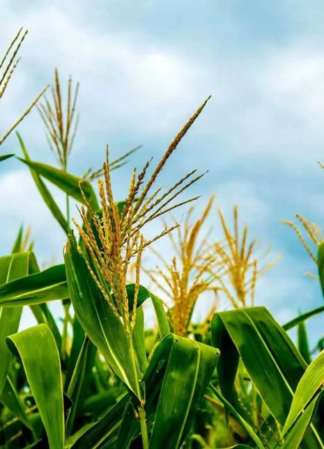 Bantam 12 Row Corn – 30 Seeds
