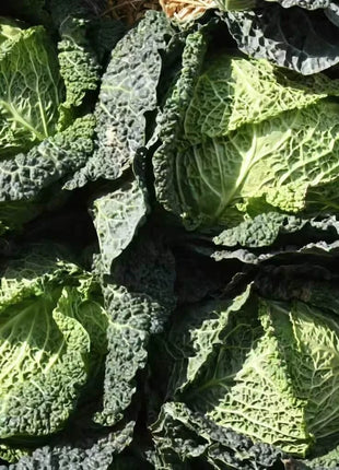 Savoy Cabbage – 100 Seeds