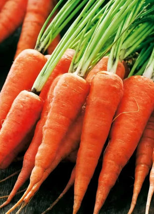 Chantenay Red Core Carrot – 250 Seeds
