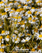 German Chamomile – 200 Seeds