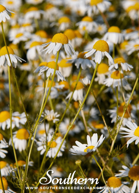 German Chamomile – 200 Seeds