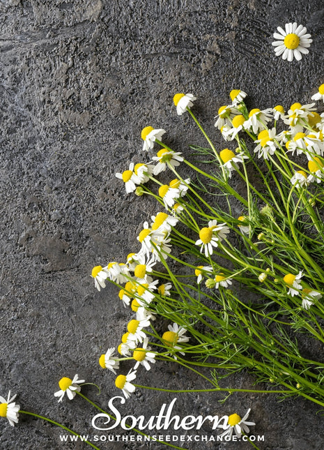 German Chamomile – 200 Seeds
