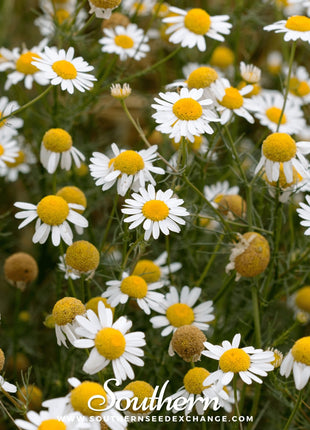 German Chamomile – 200 Seeds