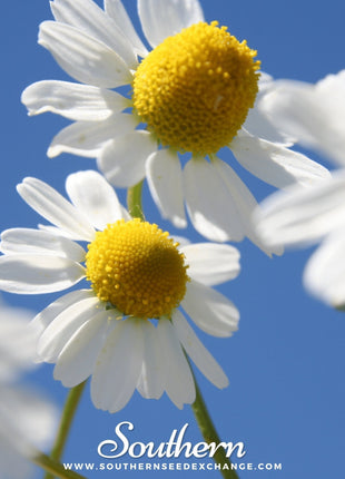 German Chamomile – 200 Seeds