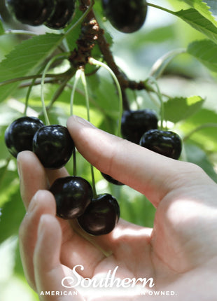 Black Cherry – 15 Seeds