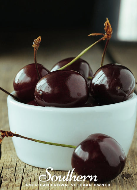 Black Cherry – 15 Seeds
