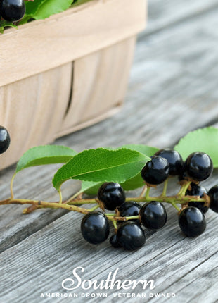 Black Cherry – 15 Seeds