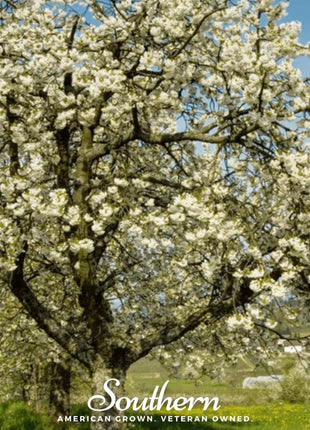 Black Cherry – 15 Seeds