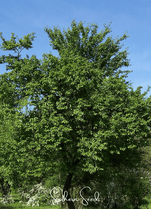 Cherry Plum – 5 Seeds