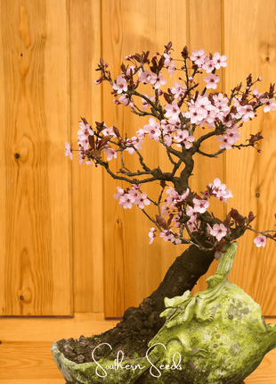 Cherry Plum – 5 Seeds