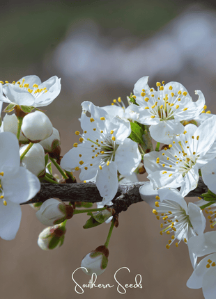 Cherry Plum – 5 Seeds
