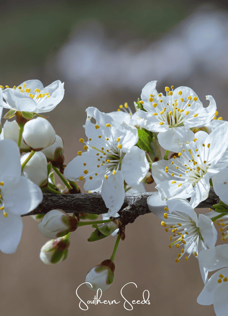 Cherry Plum – 5 Seeds