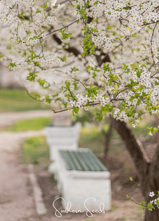 Cherry Plum – 5 Seeds