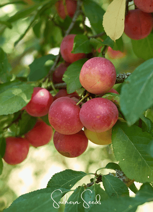 Cherry Plum – 5 Seeds