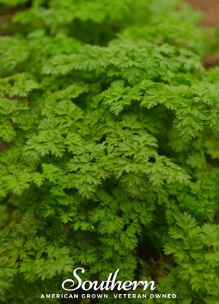 Curled Chervil – 200 Seeds