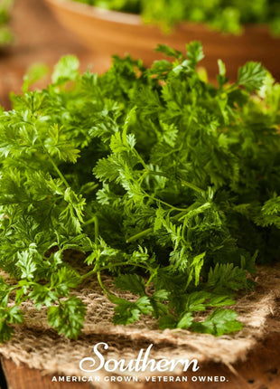 Curled Chervil – 200 Seeds