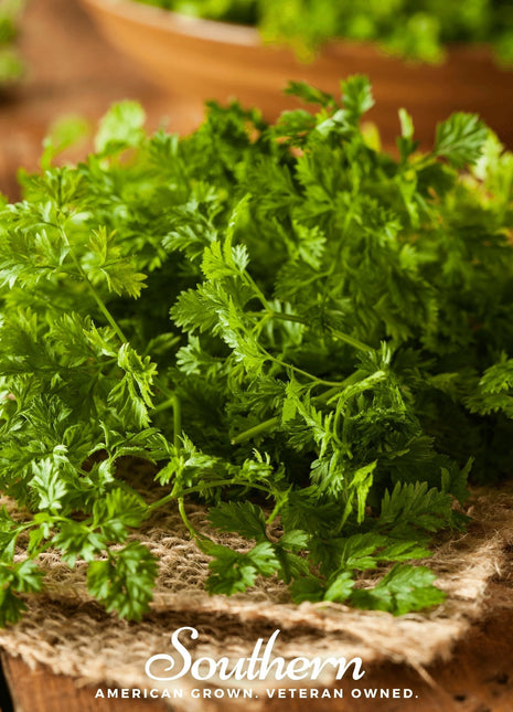 Curled Chervil – 200 Seeds
