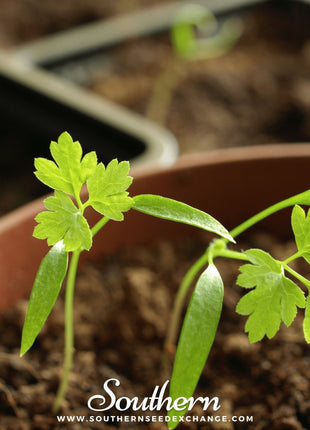 Flat Chervil – 200 Seeds