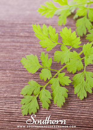 Flat Chervil – 200 Seeds