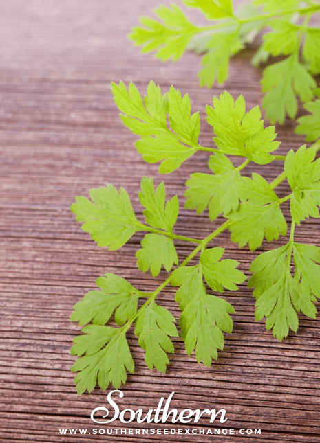 Flat Chervil – 200 Seeds