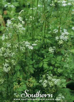Flat Chervil – 200 Seeds