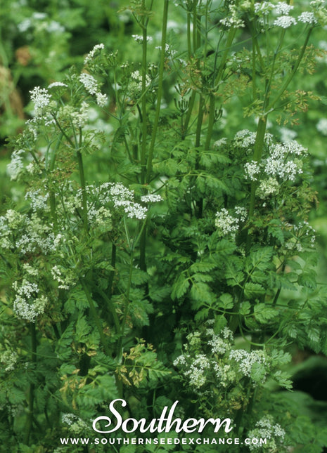 Flat Chervil – 200 Seeds