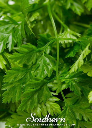 Flat Chervil – 200 Seeds