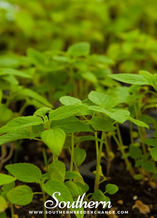 Chia – 250 Seeds