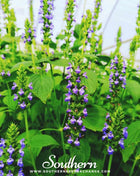 Chia – 250 Seeds