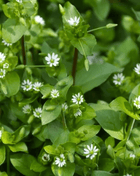 Chickweed  - 40 seeds