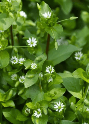 Chickweed  - 40 seeds