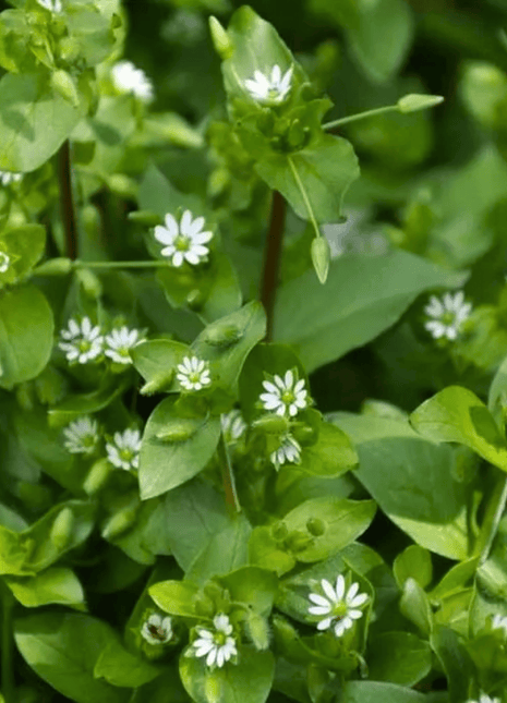 Chickweed  - 40 seeds