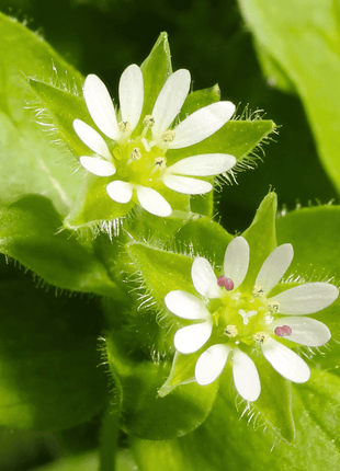 Chickweed  - 40 seeds