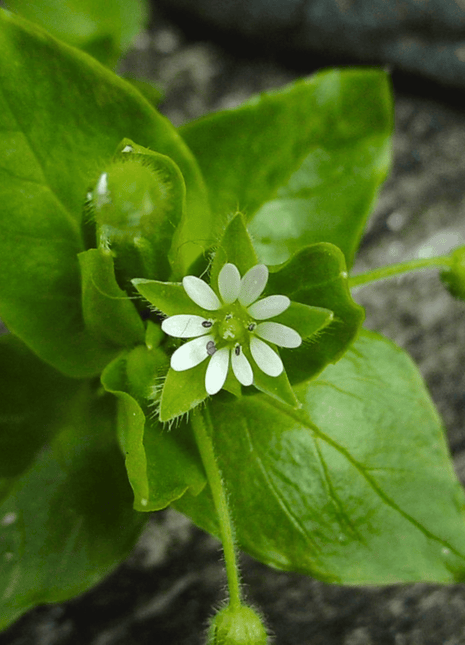 Chickweed  - 40 seeds