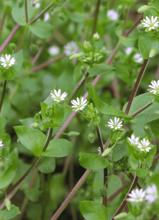 Chickweed  - 40 seeds
