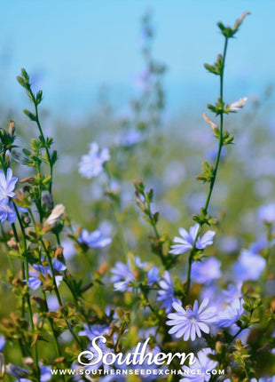 Chicory – 200 Seeds