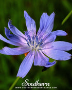 Chicory – 200 Seeds