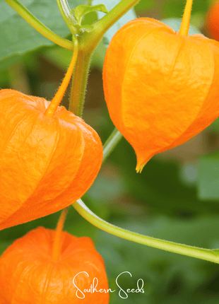 Chinese Lantern – 50 Seeds