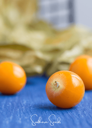 Chinese Lantern – 50 Seeds
