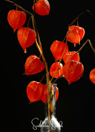 Chinese Lantern – 50 Seeds