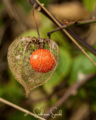 Chinese Lantern – 50 Seeds