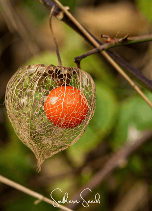 Chinese Lantern – 50 Seeds
