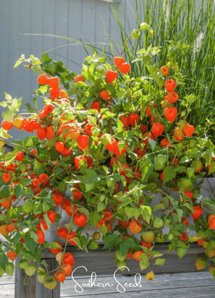 Chinese Lantern – 50 Seeds