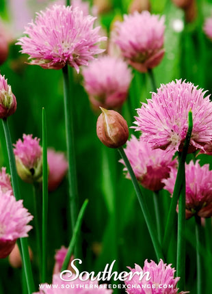 Chives – 100 Seeds