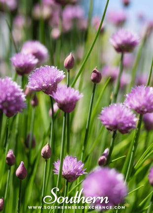 Chives – 100 Seeds