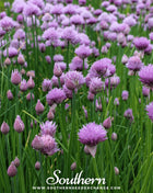 Chives – 100 Seeds