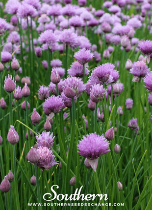 Chives – 100 Seeds